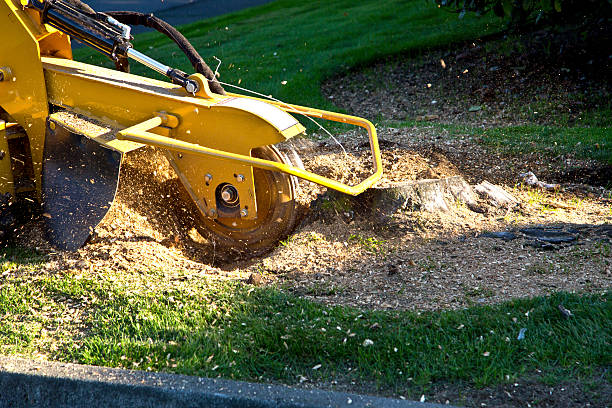 Best Tree Clearing Services  in Woodland, CA